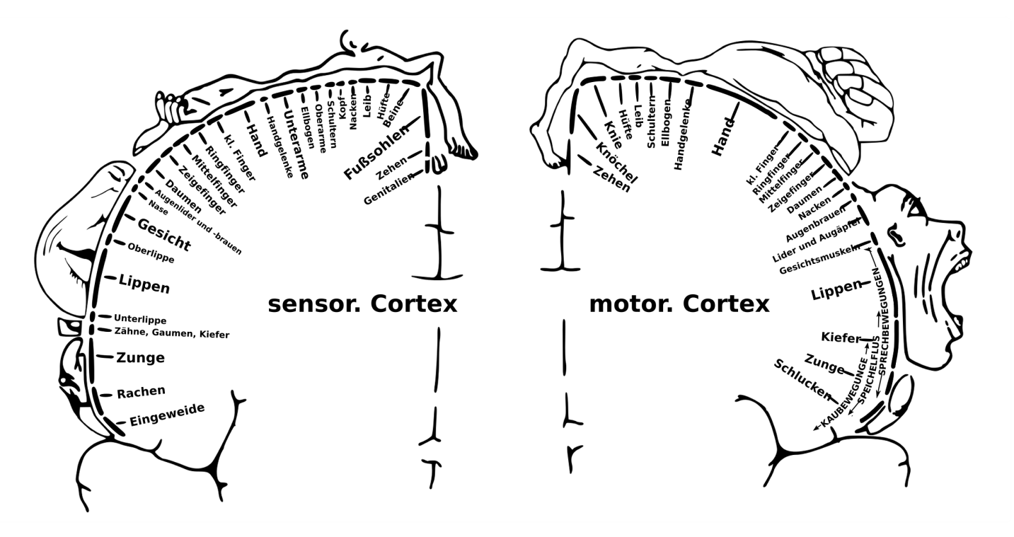 Cortical homunculus showing somatosensory and motor cortex mapping with Penfield-style distorted body representations