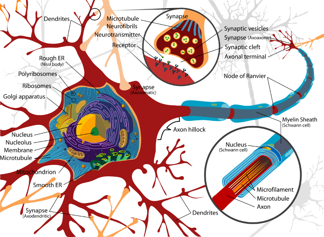 Neuron cell diagram showing dendrites, axon, myelin sheath, and synaptic connections with detail insets