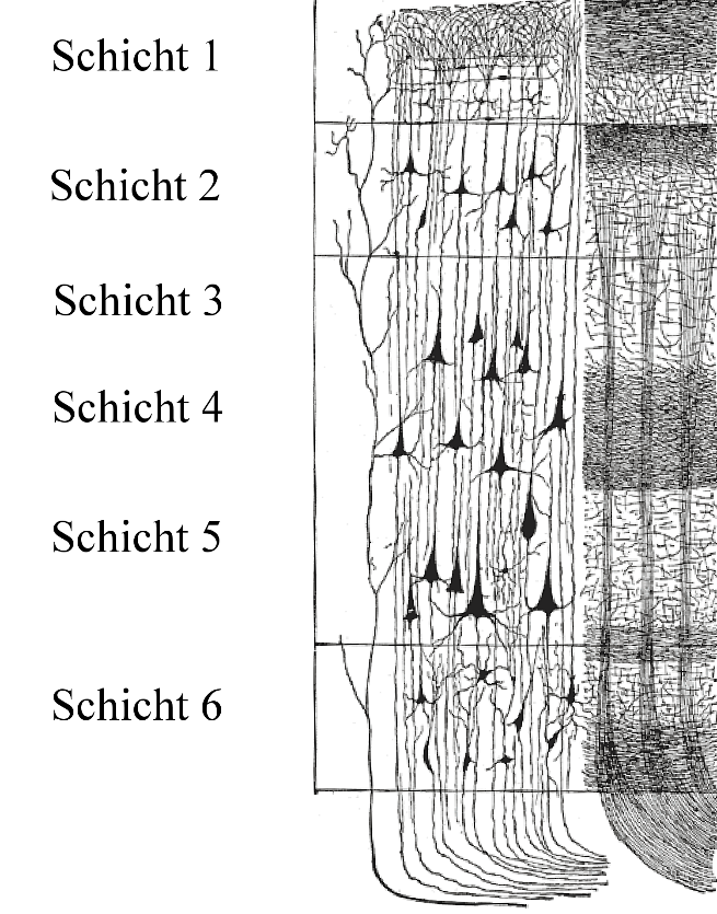 Six neocortical layers (Cajal-style histological drawing) showing pyramidal cells and fiber patterns across layers I-VI